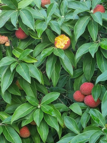Cornus capitata (Hardy Chinese Form) OGISU COLLECTION