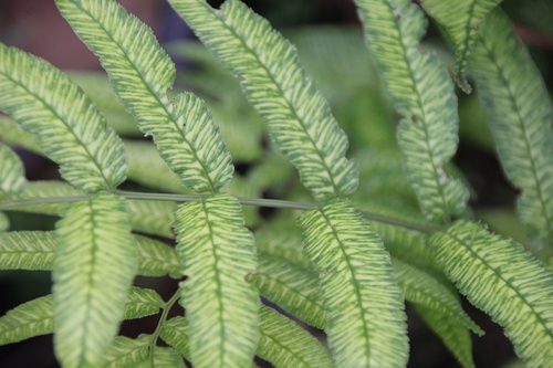 Coniogramme emeiensis(Mount Emei Bamboo Fern)