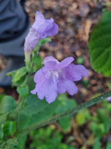 Strobilanthes glutinosa