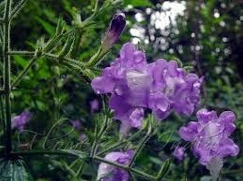 Strobilanthes attenuata 'Blue Carpet'