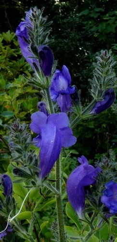 Strobilanthes attenuata 'Blue Carpet'