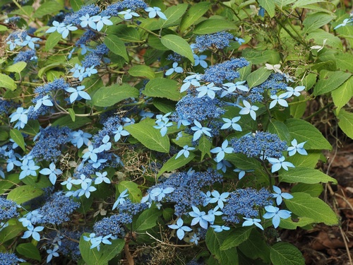Hydrangea serrata 'Crug Cobalt'