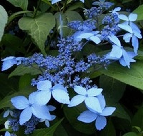 Hydrangea serrata 'Crug Cobalt'