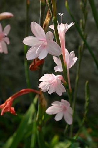Watsonia pillansii 'Pink Form'