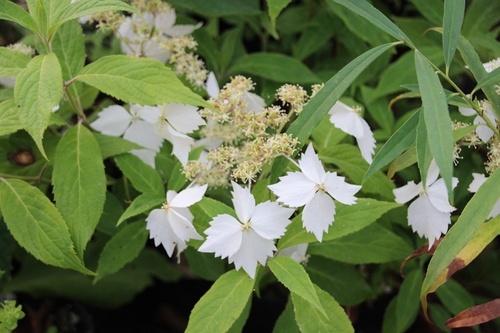 Hydrangea angustipetala 'Golden Crane'